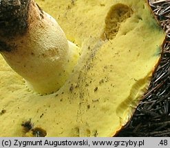 Butyriboletus subappendiculatus (masłoborowik górski)