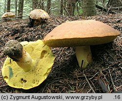 Butyriboletus subappendiculatus (masłoborowik górski)