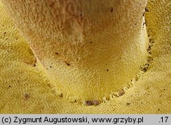 Butyriboletus subappendiculatus (masłoborowik górski)