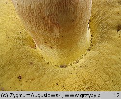 Butyriboletus subappendiculatus (masłoborowik górski)