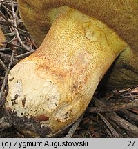 Butyriboletus subappendiculatus (masłoborowik górski)