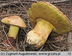 Butyriboletus subappendiculatus (masłoborowik górski)