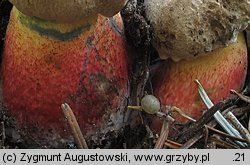 Caloboletus calopus (gorzkoborowik żółtopory)