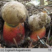 Caloboletus calopus (gorzkoborowik żółtopory)