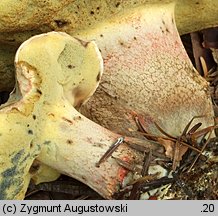 Caloboletus calopus (gorzkoborowik żółtopory)