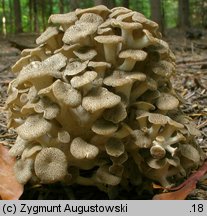 Polyporus umbellatus (żagiew wielogłowa)