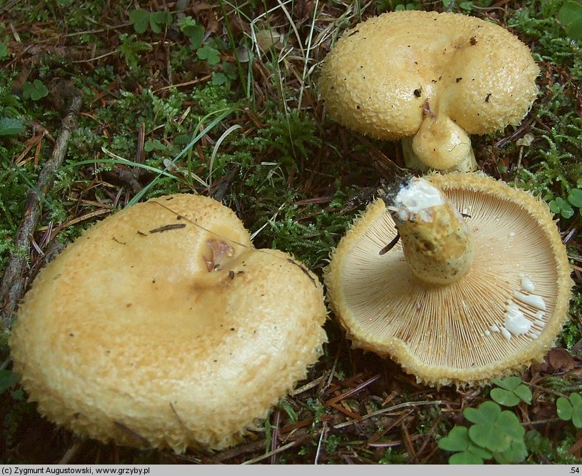 Lactarius repraesentaneus (mleczaj żółtofioletowy)