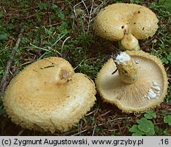 Lactarius repraesentaneus (mleczaj żółtofioletowy)