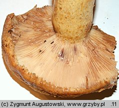 Lactarius repraesentaneus (mleczaj żółtofioletowy)