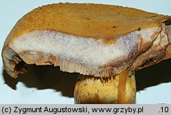 Lactarius repraesentaneus (mleczaj żółtofioletowy)