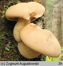 Neolentinus adhaerens (twardoskórzak lepki)