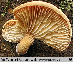 Neolentinus adhaerens (twardoskórzak lepki)