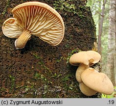 Neolentinus adhaerens (twardoskórzak lepki)