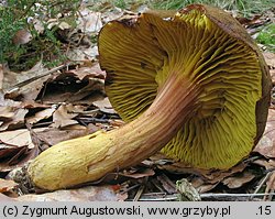 Phylloporus pelletieri (poroblaszek żółtoczerwony)