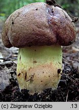 Butyriboletus appendiculatus (masłoborowik żółtobrązowy)