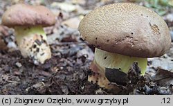 Butyriboletus appendiculatus (masłoborowik żółtobrązowy)