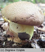 Butyriboletus appendiculatus (masłoborowik żółtobrązowy)