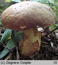 Butyriboletus appendiculatus (masłoborowik żółtobrązowy)