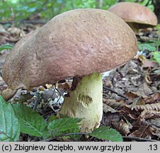 Butyriboletus appendiculatus (masłoborowik żółtobrązowy)