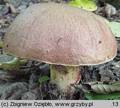 Butyriboletus appendiculatus (masłoborowik żółtobrązowy)