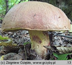 Butyriboletus appendiculatus (masłoborowik żółtobrązowy)