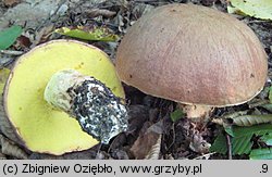 Butyriboletus appendiculatus (masłoborowik żółtobrązowy)