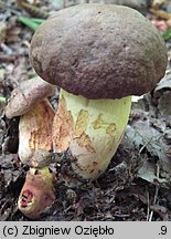 Butyriboletus appendiculatus (masłoborowik żółtobrązowy)