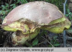 Butyriboletus appendiculatus (masłoborowik żółtobrązowy)