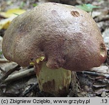 Butyriboletus appendiculatus (masłoborowik żółtobrązowy)