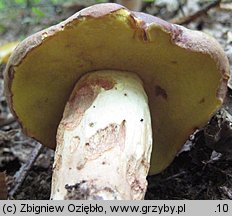 Butyriboletus appendiculatus (masłoborowik żółtobrązowy)