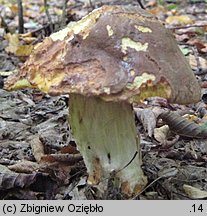 Butyriboletus appendiculatus (masłoborowik żółtobrązowy)