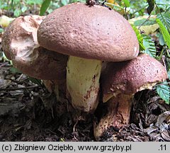 Butyriboletus appendiculatus (masłoborowik żółtobrązowy)