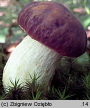 Hemileccinum depilatum (płowiec pofałdowany)