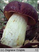 Hemileccinum depilatum (płowiec pofałdowany)