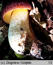 Hemileccinum depilatum (płowiec pofałdowany)