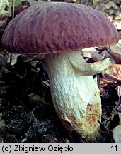 Hemileccinum depilatum (płowiec pofałdowany)