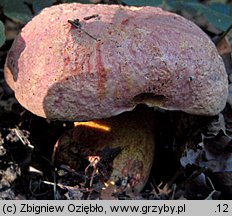 Imperator rhodopurpureus (borowik rudopurpurowy)