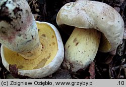 Caloboletus radicans (gorzkoborowik korzeniasty)