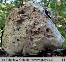 Caloboletus radicans (gorzkoborowik korzeniasty)