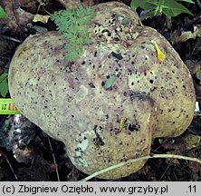 Caloboletus radicans (gorzkoborowik korzeniasty)