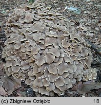 Polyporus umbellatus (żagiew wielogłowa)