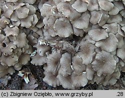 Polyporus umbellatus (żagiew wielogłowa)