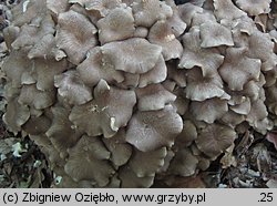 Polyporus umbellatus (żagiew wielogłowa)