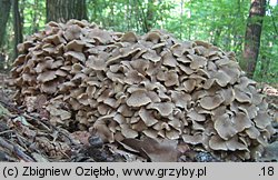 Polyporus umbellatus (żagiew wielogłowa)