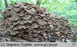 Polyporus umbellatus (żagiew wielogłowa)