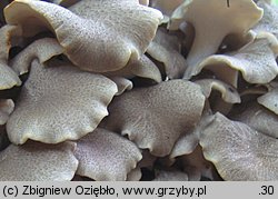 Polyporus umbellatus (żagiew wielogłowa)