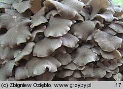 Polyporus umbellatus (żagiew wielogłowa)