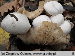 Volvariella surrecta (pochwiak grzybolubny)