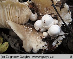 Volvariella surrecta (pochwiak grzybolubny)