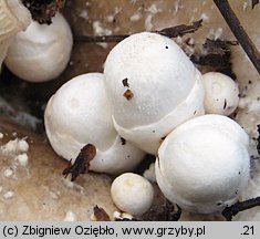 Volvariella surrecta (pochwiak grzybolubny)